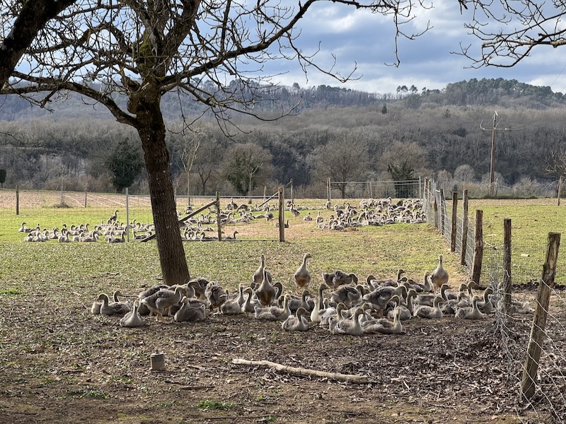 Élevage Tauriac Dordogne ©Jérémy Flament