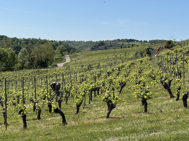 Vignes AOC Marcillac Saint Austremoine ©Jérémy Flament