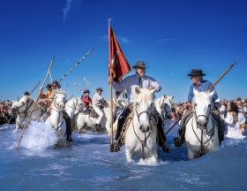 camargue