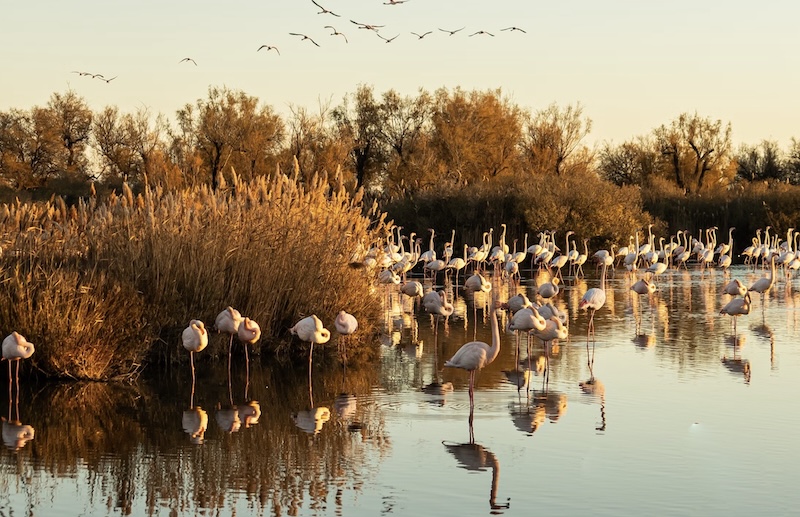 camargue2