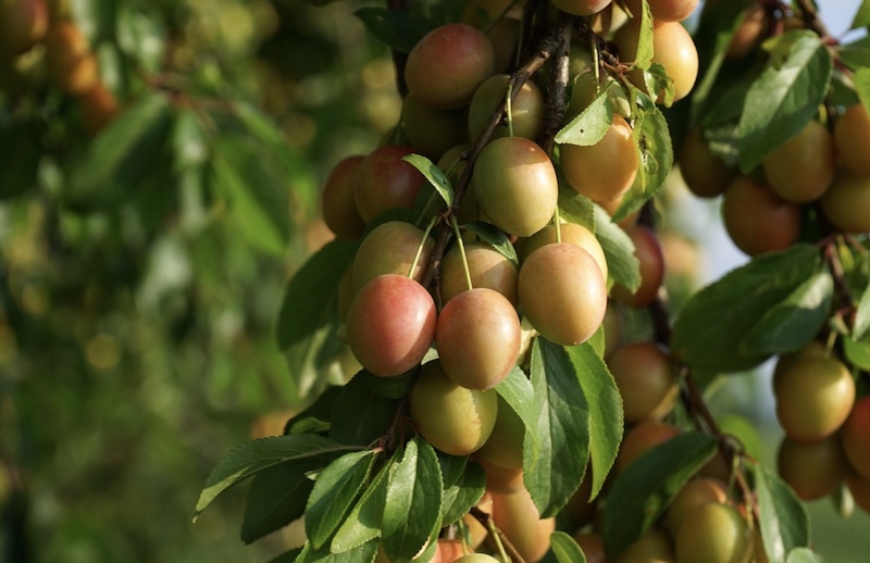 prunes
