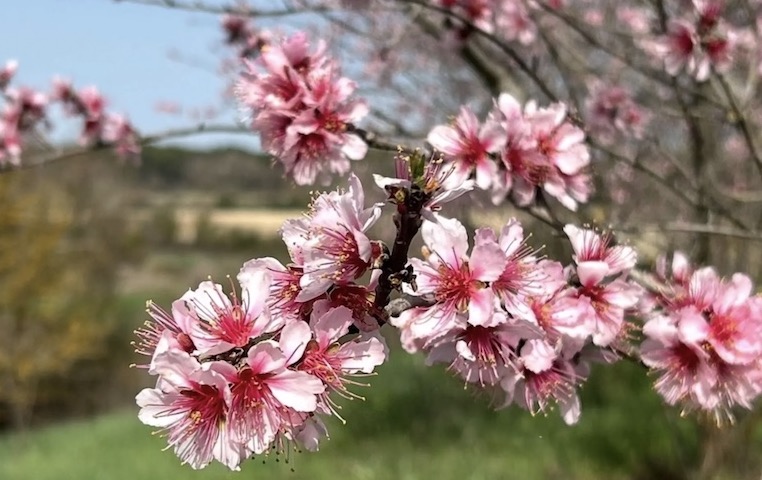 amandiers fleurs